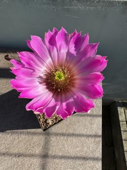 Echinocereus canyonensis toroweapensis